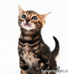 Katzenzucht Hessen